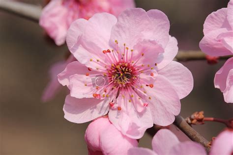 桃花圖